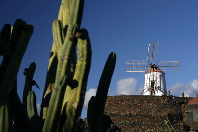 Close-up of cactuses against traditional windmill