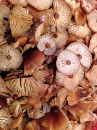 Full frame shot of mushrooms