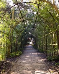 Footpath amidst trees in forest