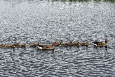 Ducks swimming in lake