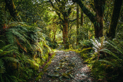 Trees in forest