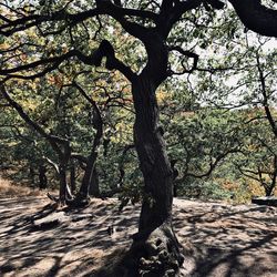 Tree in forest