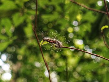 Close-up of insect on plant