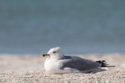 Close-up of seagull on beach