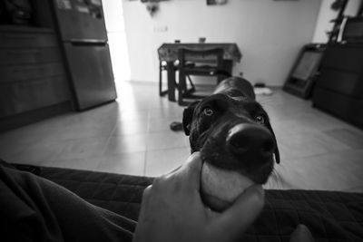 Portrait of dog at home