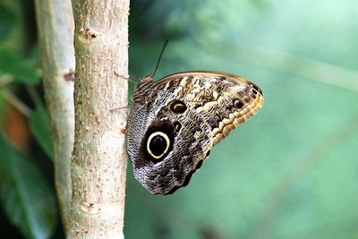 Close-up of butterfly on tree trunk