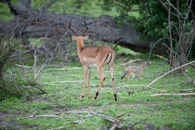 Deer in forest