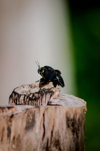 Close-up of bee on wood