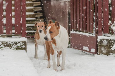 Dog on snow during winter