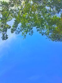 Low angle view of tree against clear blue sky