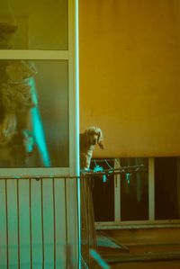 View of dog looking through window