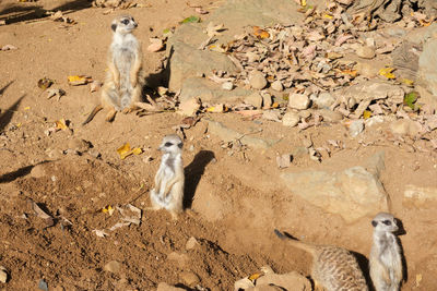 Meerkat on field