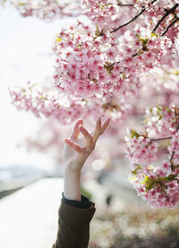 Close-up of hand and pink cherry blossoms in spring