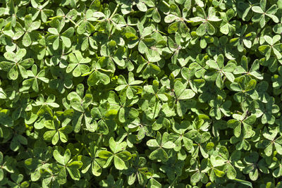 Full frame shot of plants