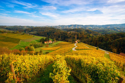 Scenic view of agricultural field against sky