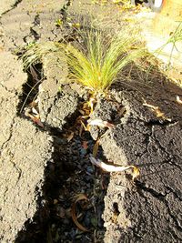 High angle view of plant