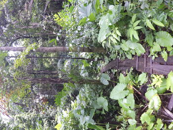 Plants growing on tree