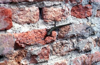 Full frame shot of rocky wall