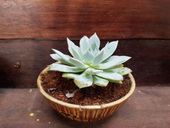 High angle view of potted plant