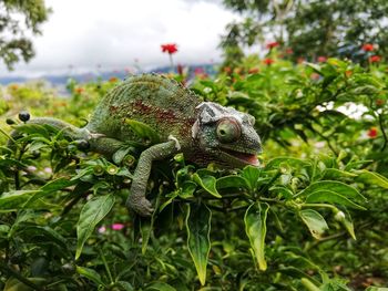 Close-up of a lizard on tree