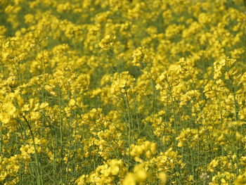 Full frame shot of fresh yellow flowering plants in field