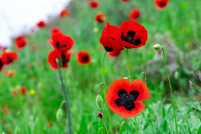 Close-up of red poppy flowers on field