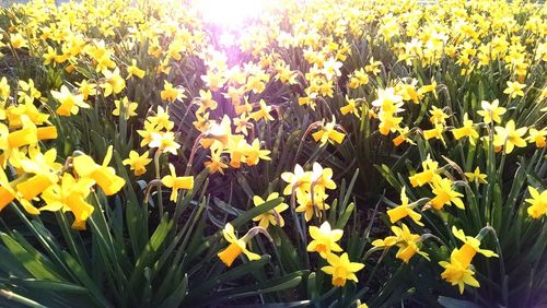 Yellow flowers blooming outdoors