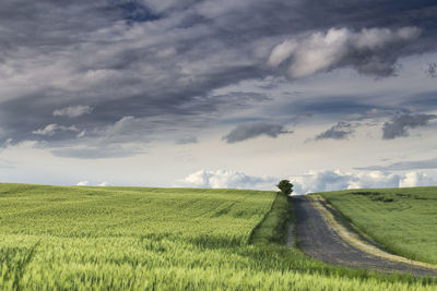 Scenic view of agricultural field against sky