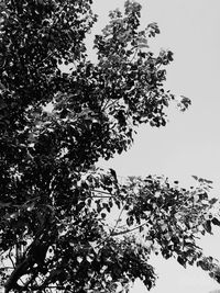 Low angle view of tree against sky