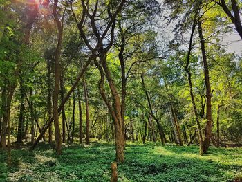 Trees in forest