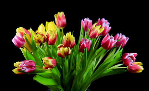 Close-up of pink tulips against black background