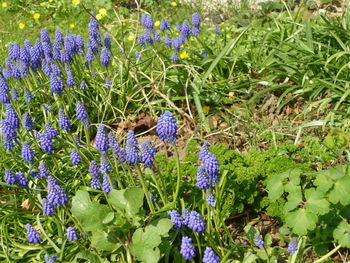 Close-up of purple crocus blooming on field