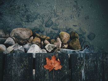 High angle view of dried autumn leaf on rock