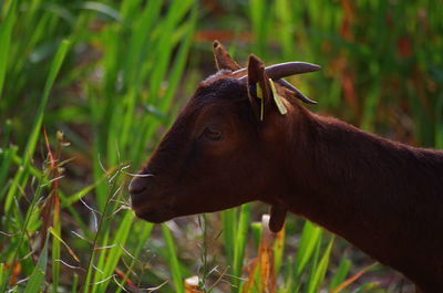 Close-up of goat eating grass outdoors