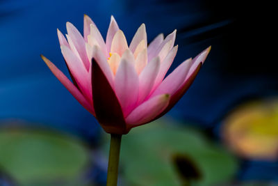 Close-up of lotus water lily