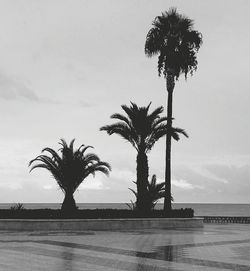 Silhouette trees growing in front of calm sea against sky