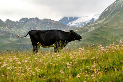 Cow crying in a field