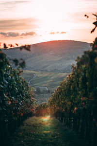 Scenic view of vineyard against sky during sunset