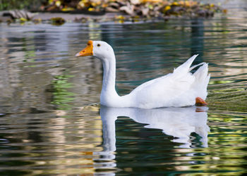 Swan swimming in lake