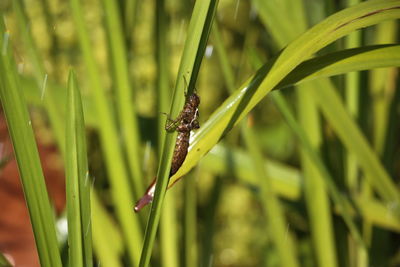 Close-up of insect on grass