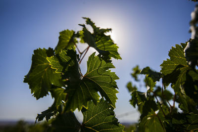 Close-up of fresh green plant against sky