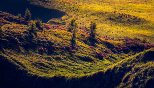 High angle view of trees on land