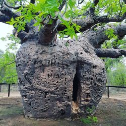 Close-up of tree trunk