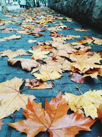 Autumn leaves on ground