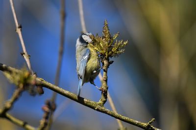 Low angle view of blue tit on branch