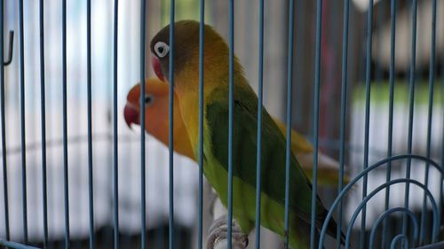 Close-up of parrot in cage