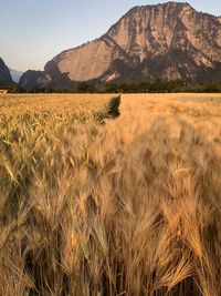 Scenic view of field against mountains