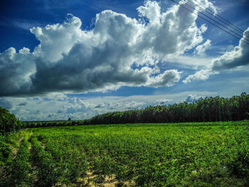 Scenic view of agricultural field against sky