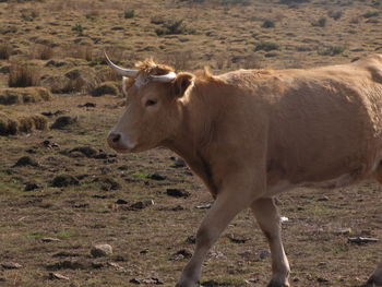 Horse on field