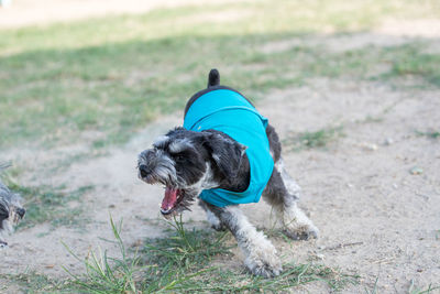 Dog on field